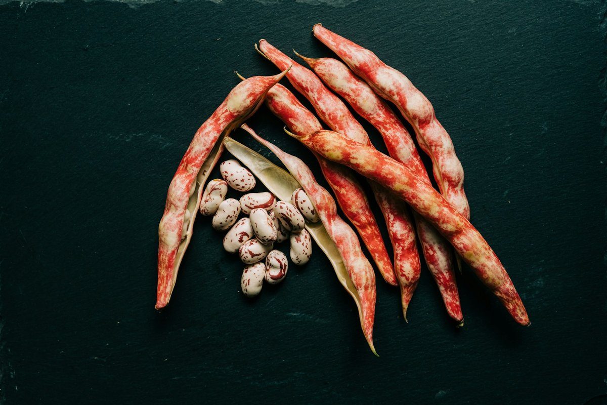 Cosses de haricots borlotti ouvertes sur leurs graines marbrées